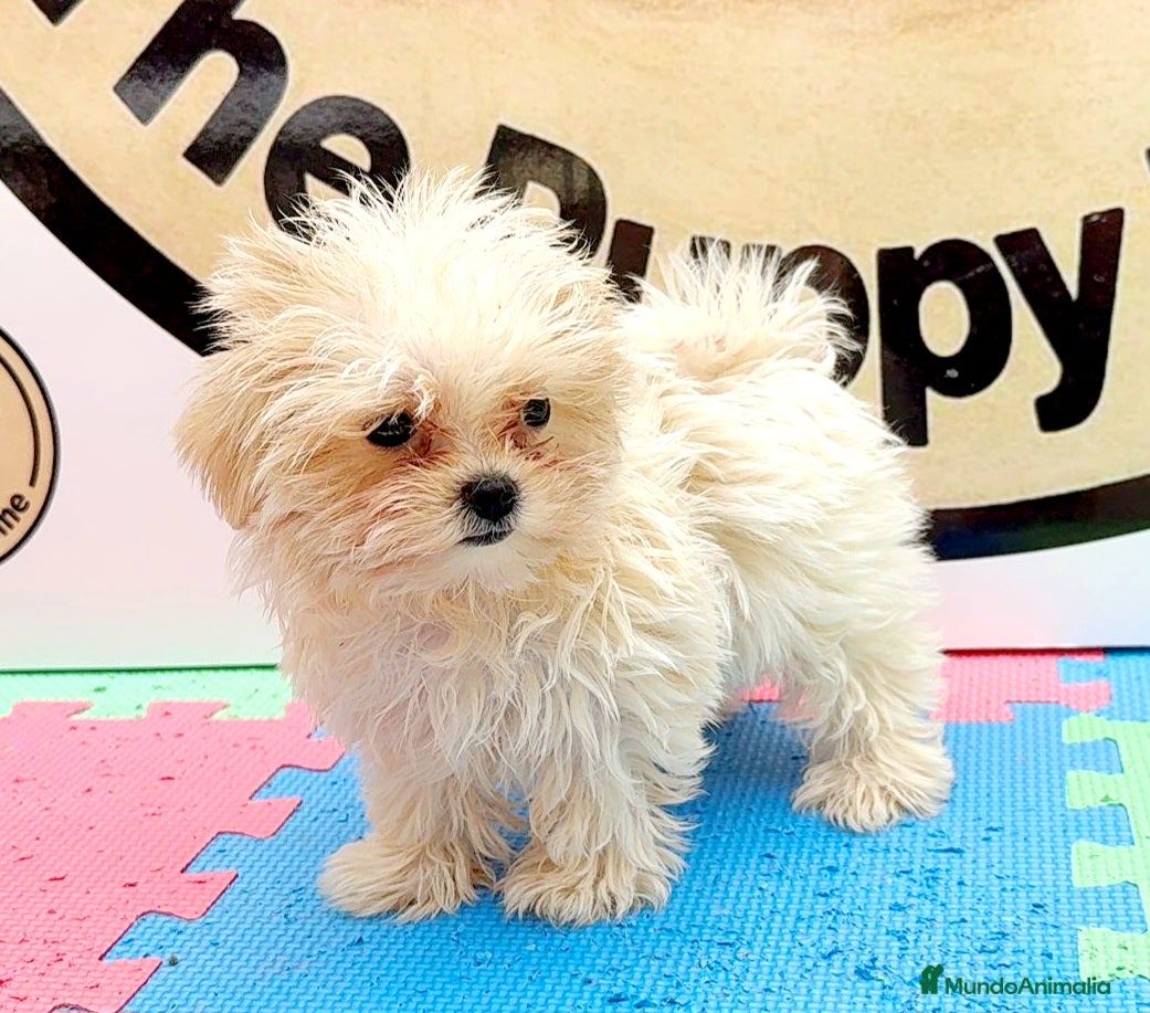 Bichón Maltés perros Bichón maltés hembra - Anuncio 5