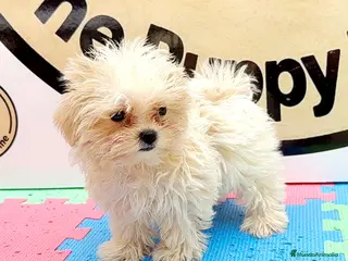 Bichón Maltés perros Bichón maltés hembra - Anuncio 4