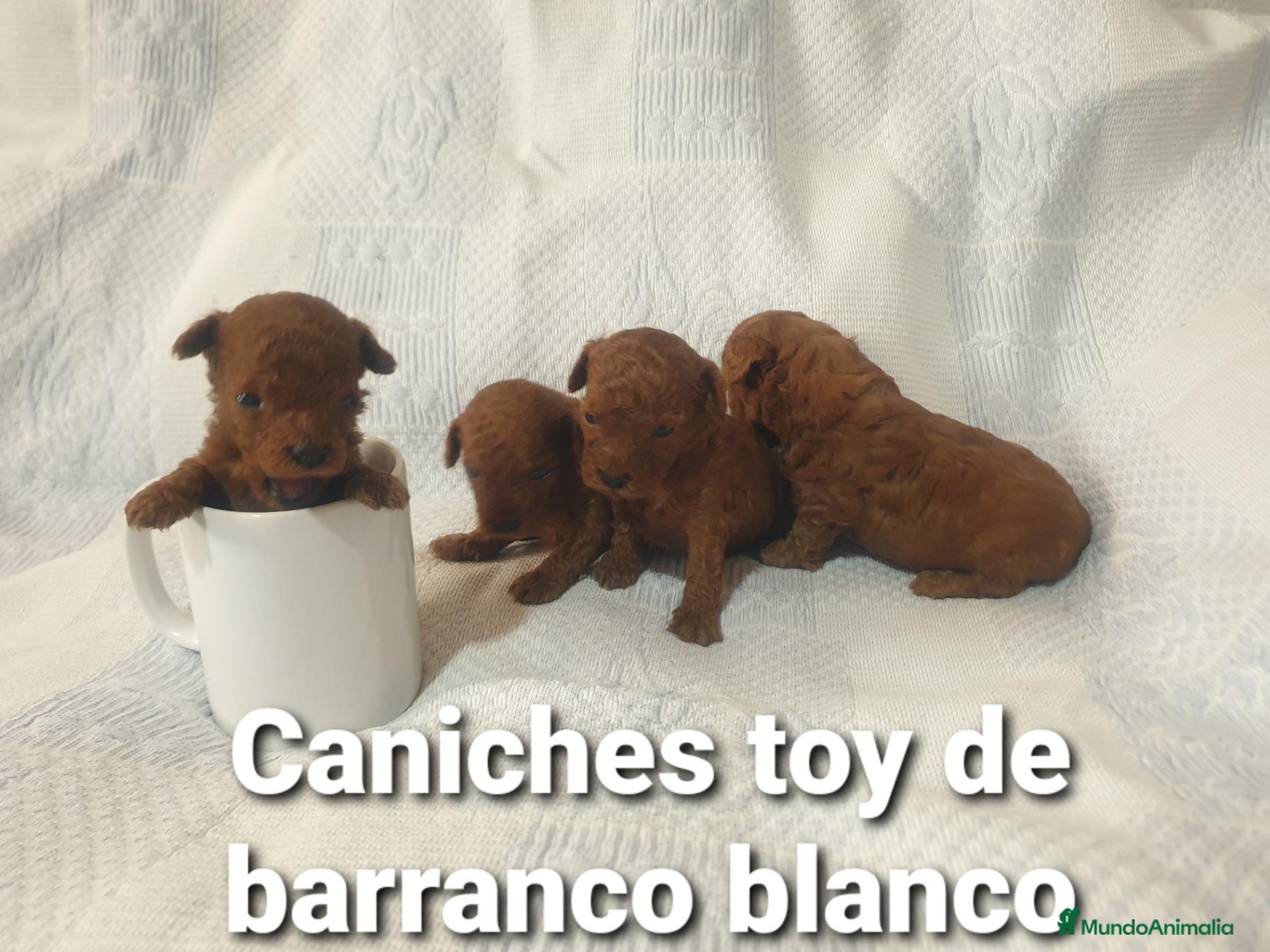 Caniche Toy perros Caniches toy con pedigree - Anuncio 34