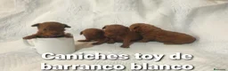Caniche Toy perros en venta: Caniches toy con pedigree - Anuncio 1