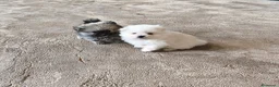 Pomerania perros en venta: POMERANIAS LINDOS MACHITOS - Anuncio 4