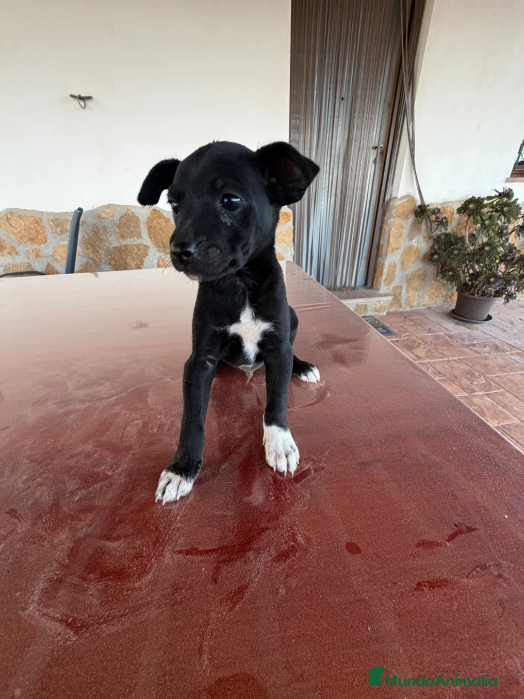Raza Mixta perros en venta: Cachorritos mestizos de pinscher - Anuncio 1