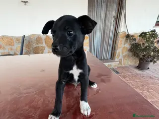 Raza Mixta perros Cachorritos mestizos de pinscher - Anuncio 1