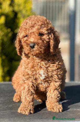 Caniche Enano perros en Barcelona - Anuncio 1