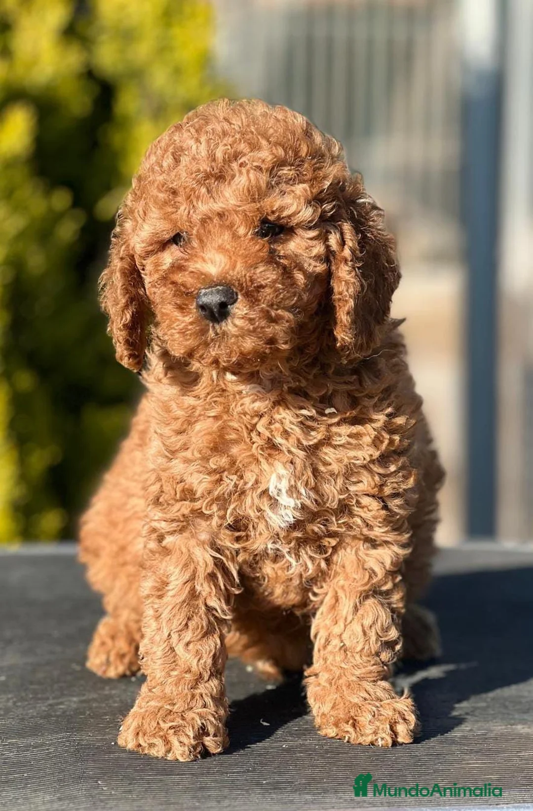 Caniche Enano perros en venta: CANICHE ENANO ROJO INTENSO! en Barcelona - Anuncio 1