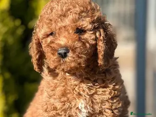 Caniche Enano perros CANICHE ENANO ROJO INTENSO! en Barcelona - Anuncio 1