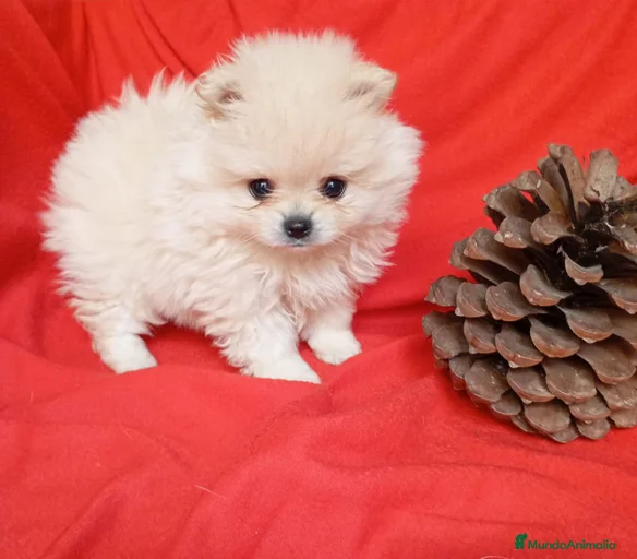 Imagen de galería {{count}}