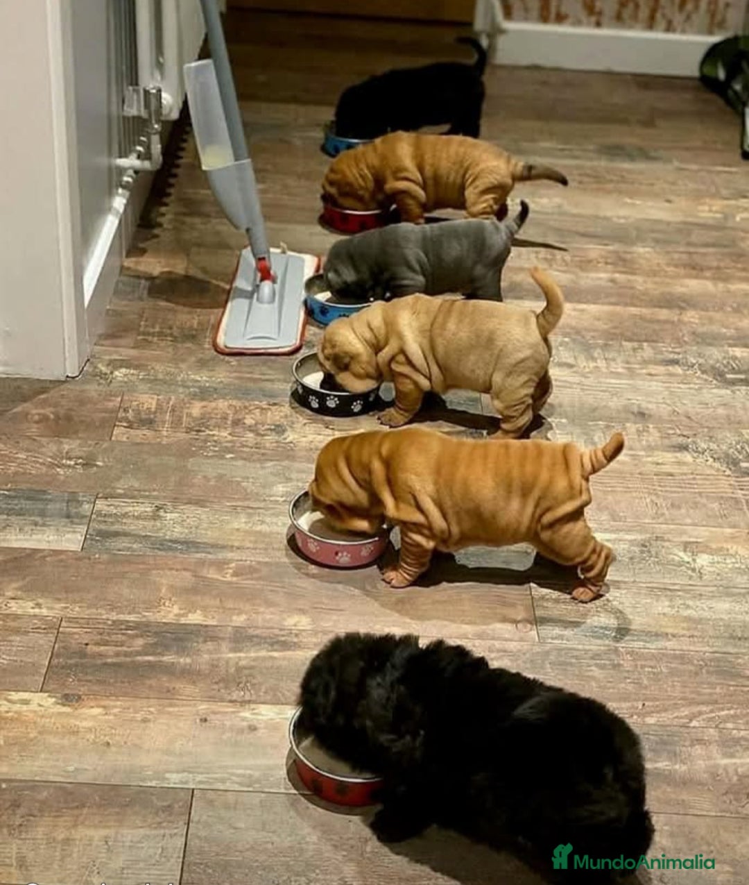 Shar Pei perros en venta: camada de minipeis linea americana exóticos  - Imagen 1