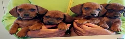 Teckel Miniatura perros en venta: Teckel - Anuncio 2