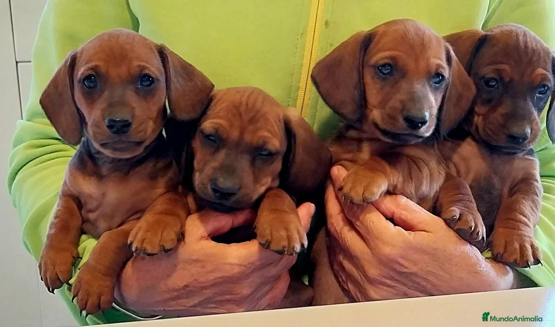Teckel Miniatura perros en venta: Teckel - Anuncio 2