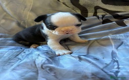 Bulldog Francés perros en venta: Bulldog francés de diversos colores  - Imagen 1