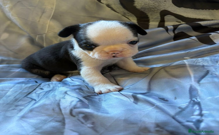 Bulldog Francés perros - Anuncio 1