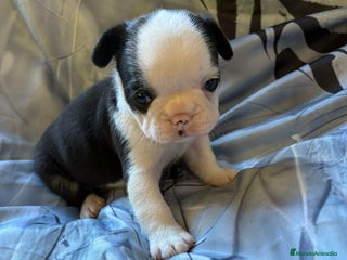 Bulldog Francés perros - Anuncio 39