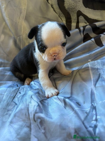 Bulldog Francés perros - Anuncio 5