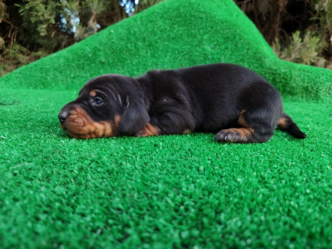 Teckel Miniatura perros en venta: Teckel miniatura negro fuego Macho  - Anuncio 3