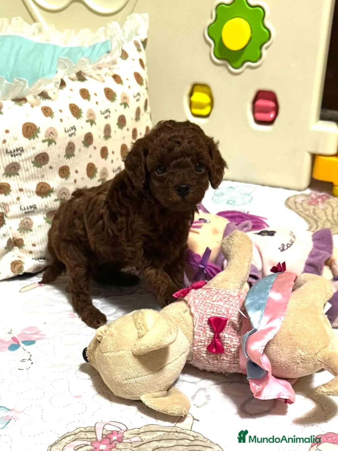 Caniche Toy perros en venta: Caniche Toy Rojo - Anuncio 3