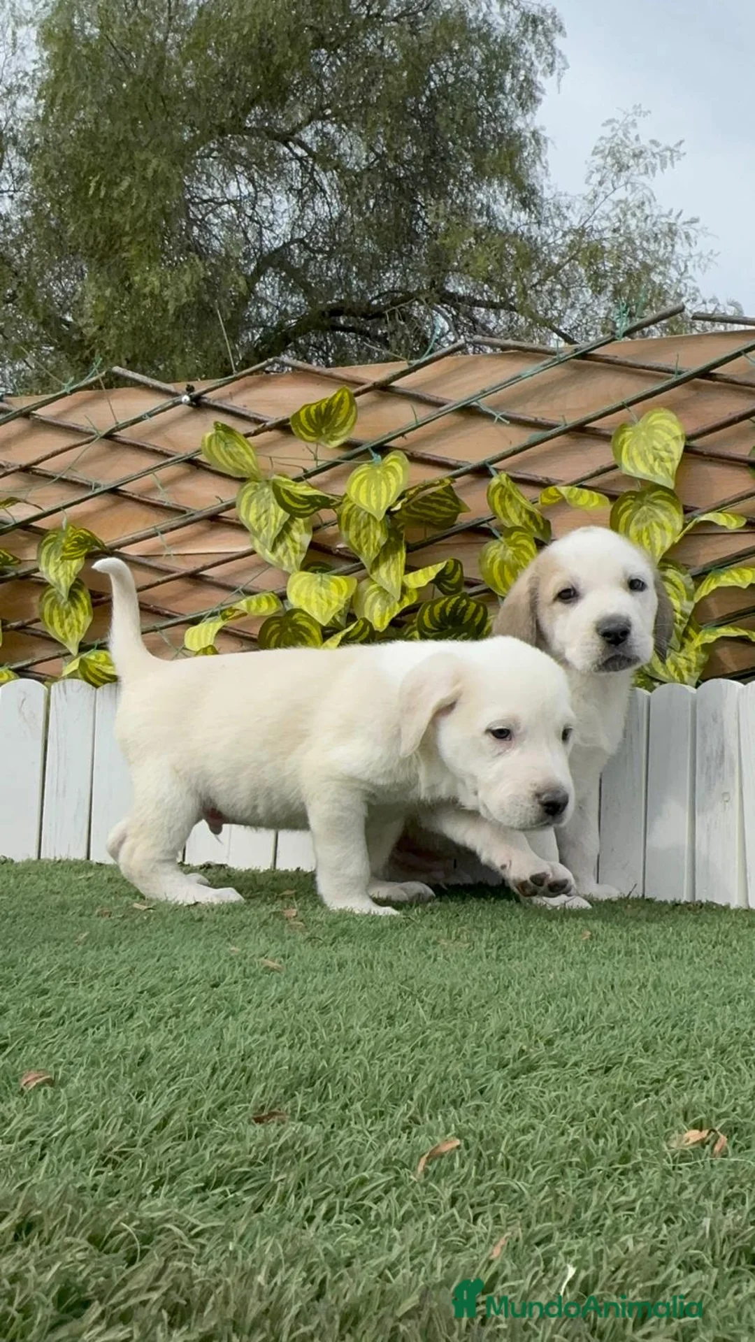 Mastín Español perros en venta: MASTIN ESPAÑOL MACHO - Anuncio 18