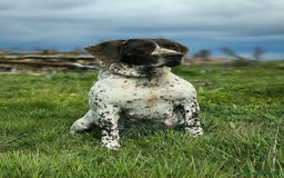 Braco Alemán de Pelo Corto perros en venta: Bracos Alemanes  - Imagen 4