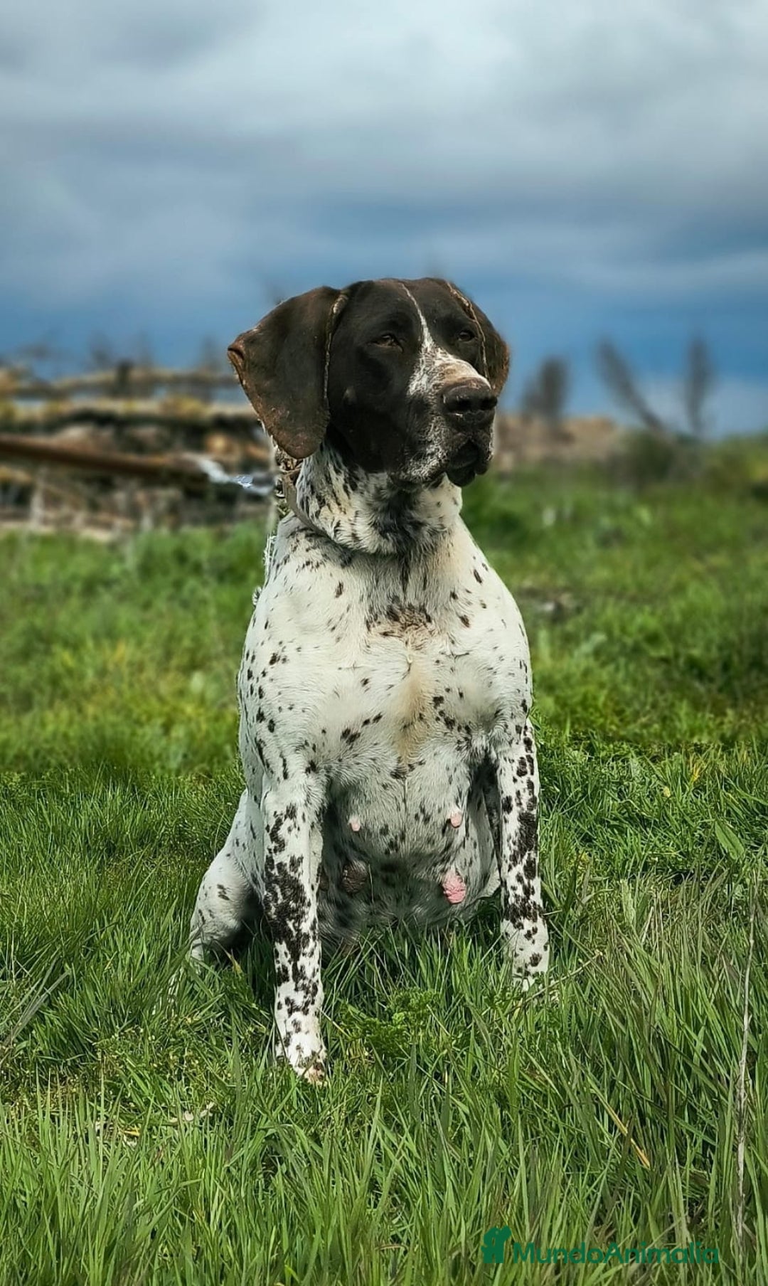 Braco Alemán de Pelo Corto perros en venta: Bracos Alemanes  - Imagen 4