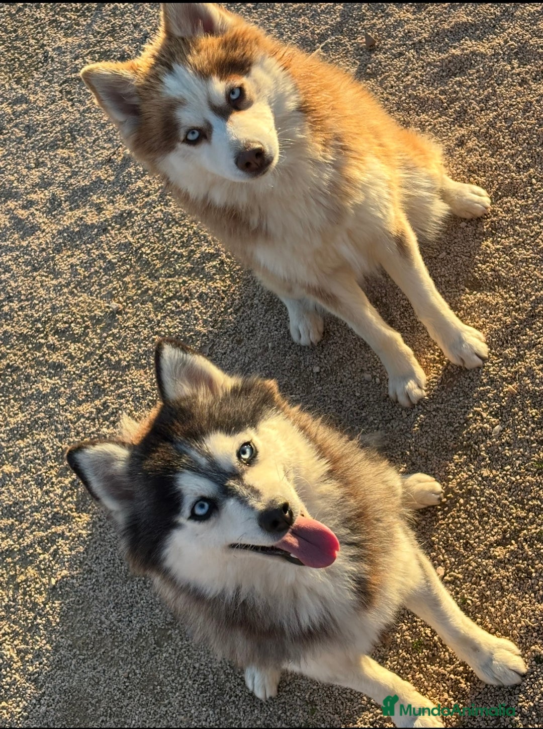 Pomsky perros en adopcion: 2 hembras de pomsky - Anuncio 3
