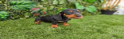 Teckel Miniatura perros en venta: TECKEL MINIATURA & KANNINCHEN - Anuncio 3