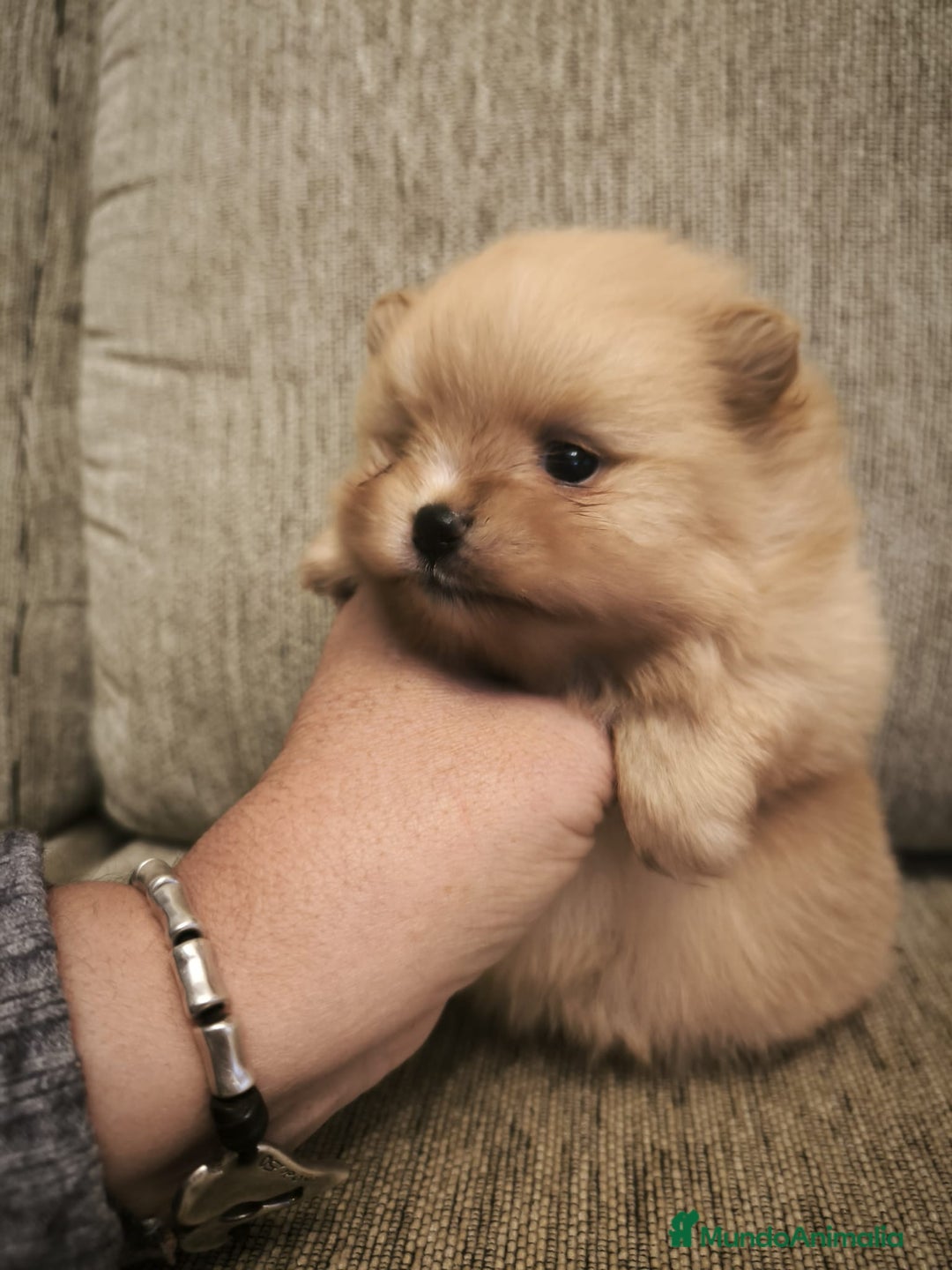 Pomerania perros en venta: Lulu Pomerania toy cara osito naranja blanco - Anuncio 5