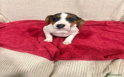 Jack Russell Terrier perros en venta: Jack Russell hembras - Anuncio 1