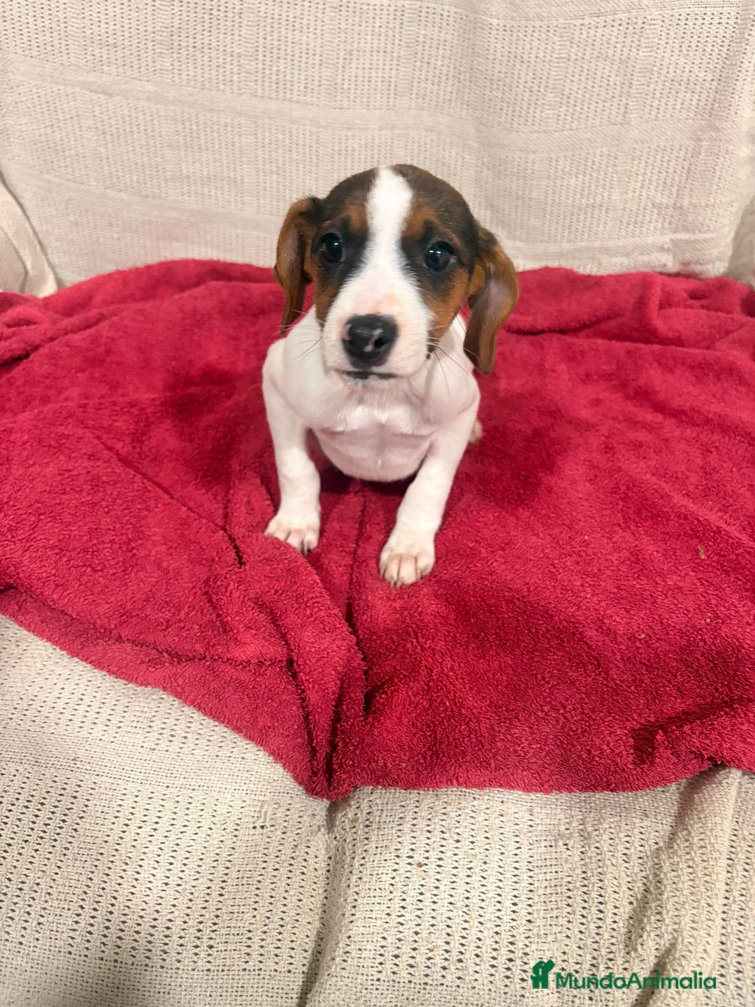 Jack Russell Terrier perros en venta: Jack Russell hembras - Anuncio 1