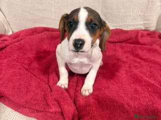 Jack Russell Terrier perros Jack Russell hembras - Anuncio 1