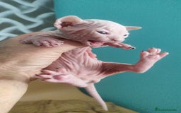 Sphynx gatos en venta: Sphynx pura raza - Imagen 10
