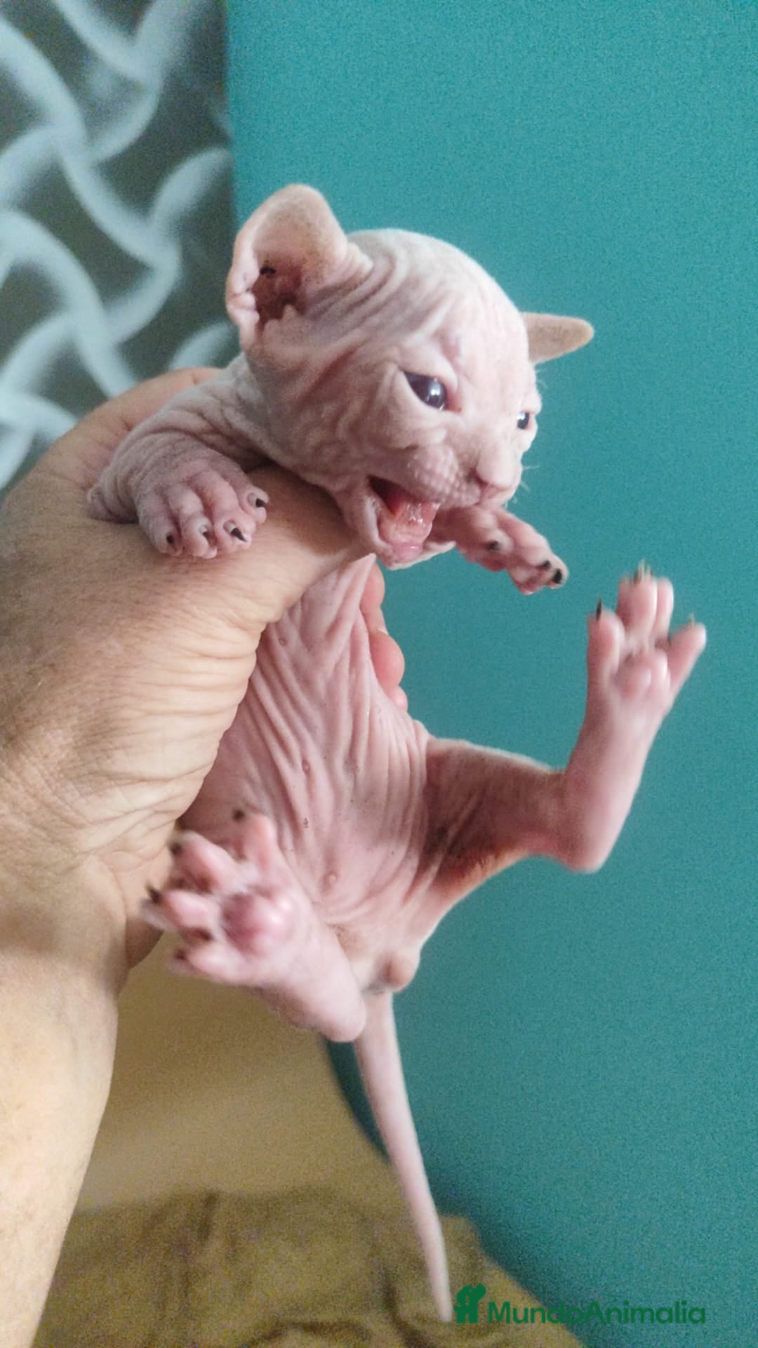 Sphynx gatos en venta: Sphynx pura raza - Imagen 10