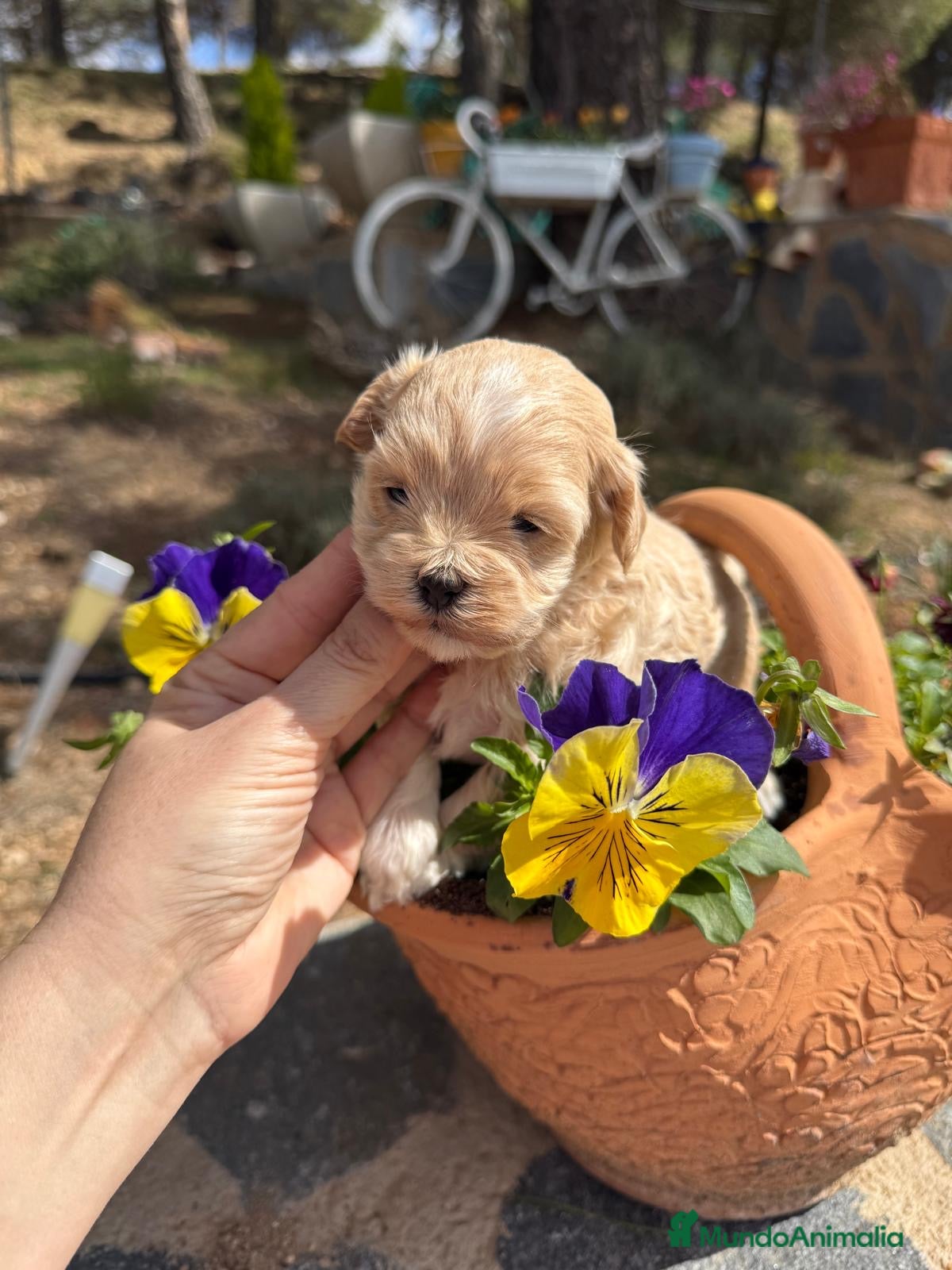 Maltipoo perros Maltipoo!!! - Anuncio 1
