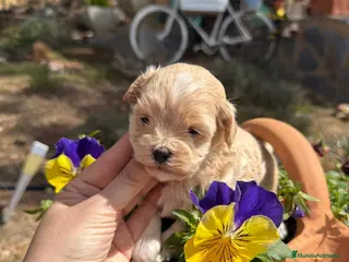 Maltipoo perros Maltipoo!!! - Anuncio 1