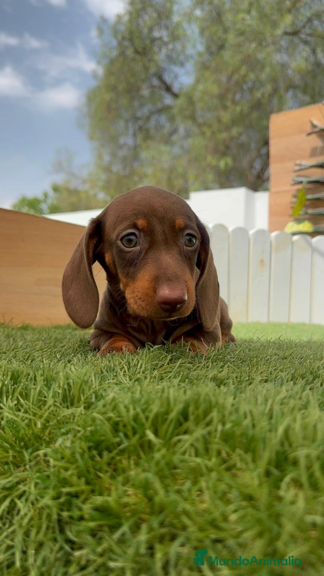 Teckel perros en venta: TECKEL HEMBRA CHOCOLATE MINIATURA  - Imagen 8