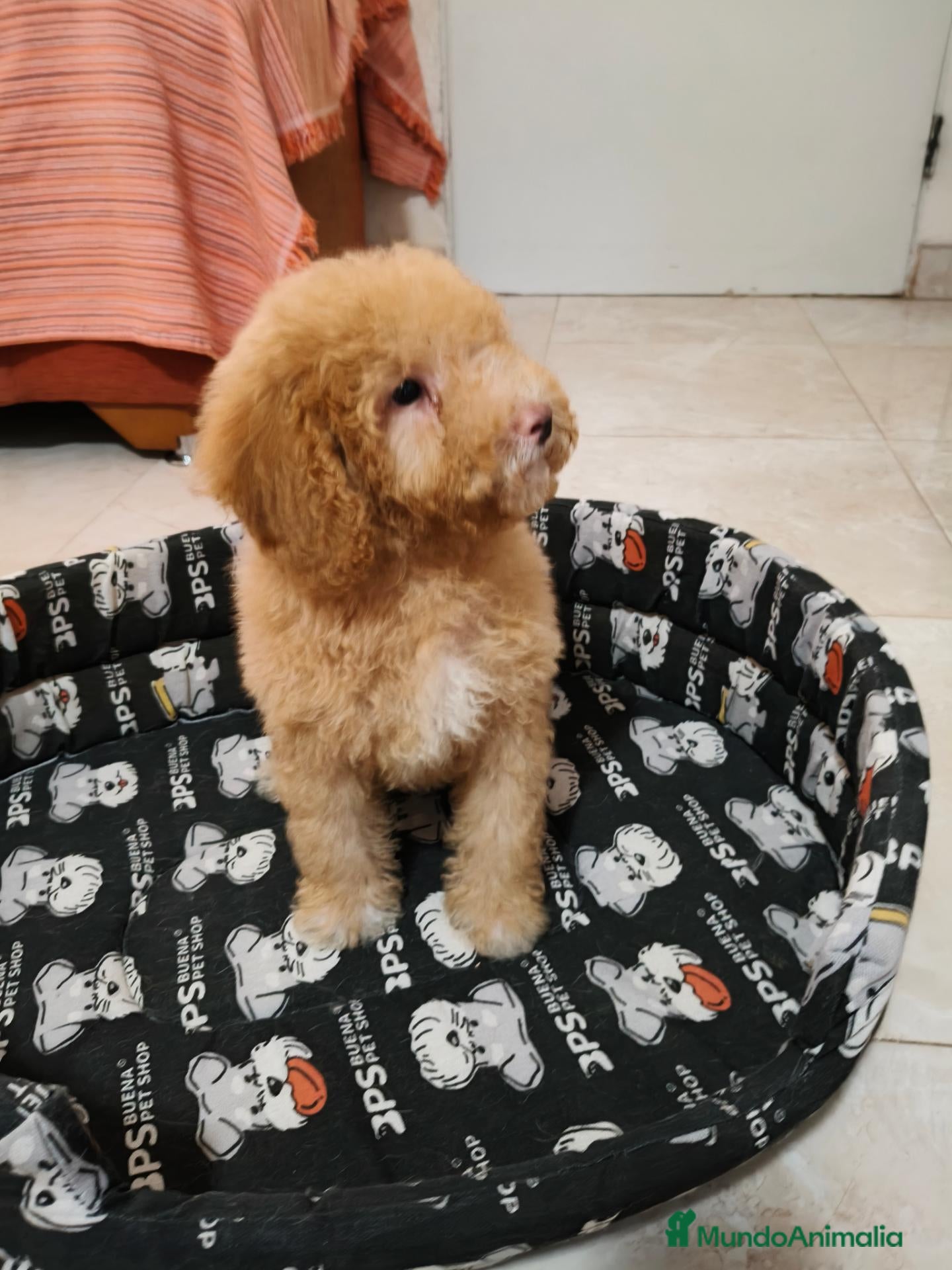 Caniche Toy perros Caniche toy - Anuncio 1