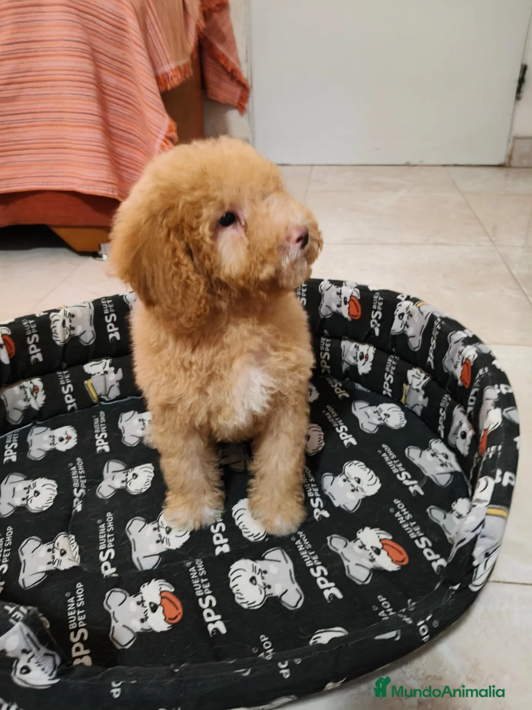 Caniche Toy perros en venta: Caniche toy - Anuncio 1