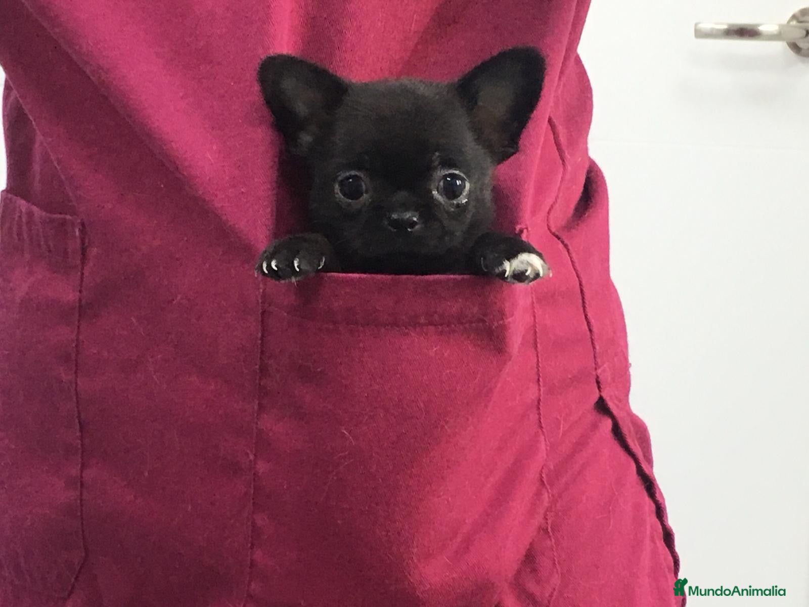 Chihuahua perros Chihuahua del Valle pequeños  - Anuncio 3