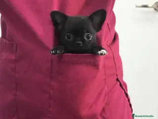 Chihuahua perros Chihuahua del Valle pequeños - Anuncio 11