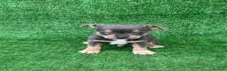 Chihuahua perros en venta: Chihuahua toy  - Anuncio 2
