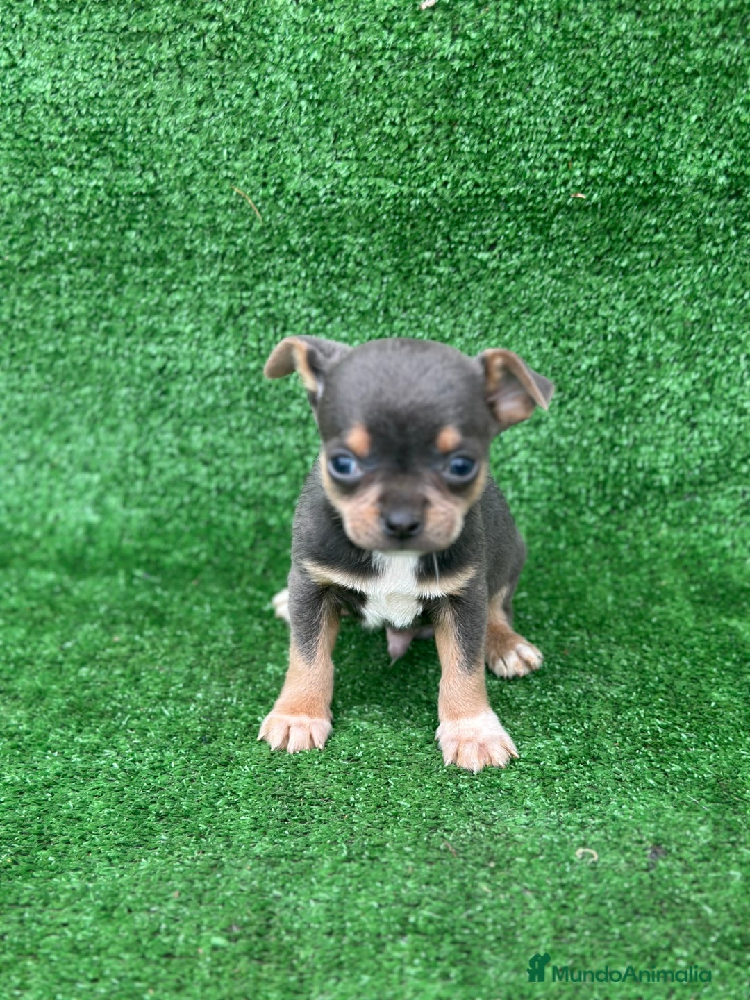 Chihuahua perros en venta: Chihuahua toy  - Anuncio 2