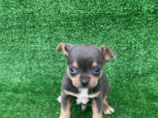 Chihuahua perros Chihuahua toy - Anuncio 23