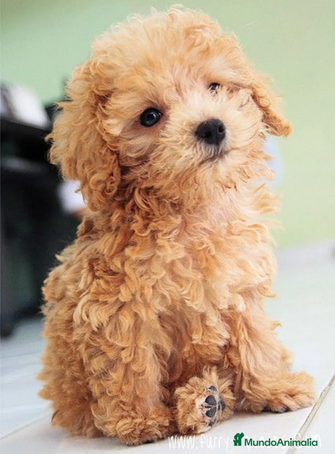 Maltipoo perros en venta: Maltipoo mini - Anuncio 3