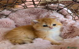 Británico de Pelo Corto gatos en venta: British shorthair en variedad golden - Imagen 3