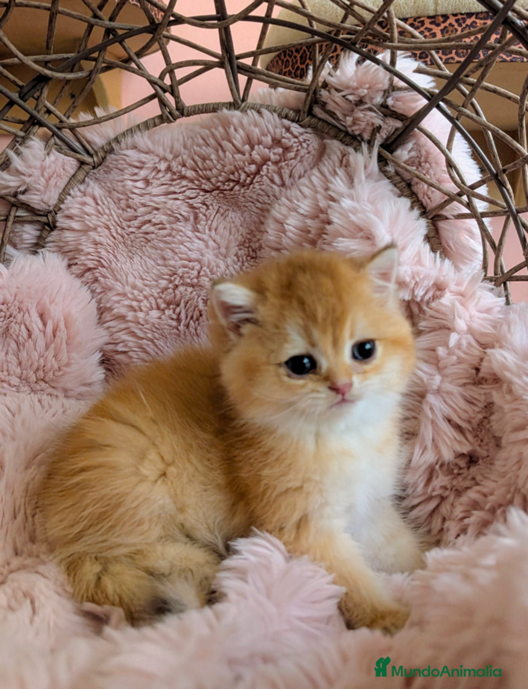 Británico de Pelo Corto gatos en venta: British shorthair en variedad golden - Imagen 3