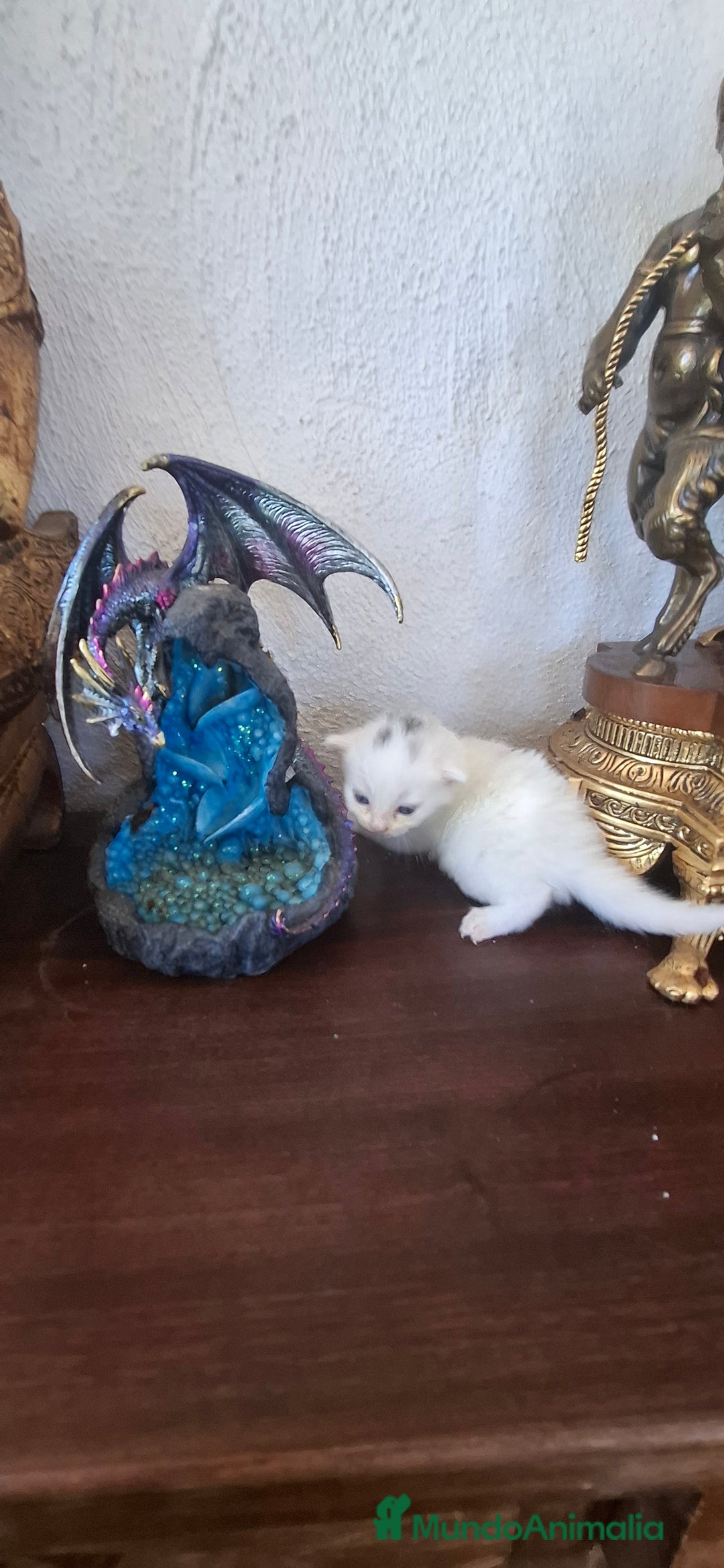Europeo de Pelo Corto gatos en venta: Gatito blanco pelo semilargo - Imagen 5