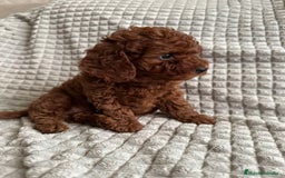 Caniche Toy perros en venta: caniche taza de té supero pequeño - Imagen 2
