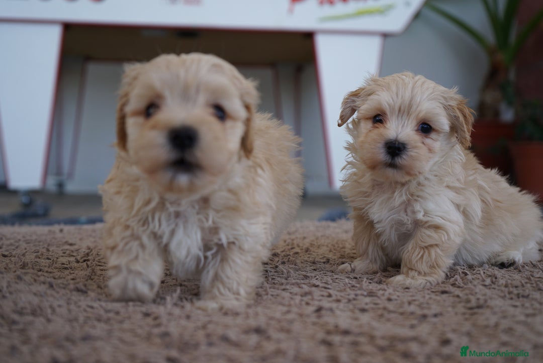 Maltipoo perros en venta: 🐾 Snow, Paco y Manolo – Maltipoo especiales 🐾 - Imagen 13
