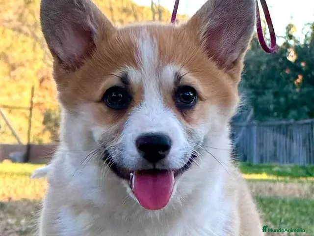 Welsh Corgi Pembroke perros en venta: Cachorros Corgi | Criador pedigre garantia salud - Anuncio 2