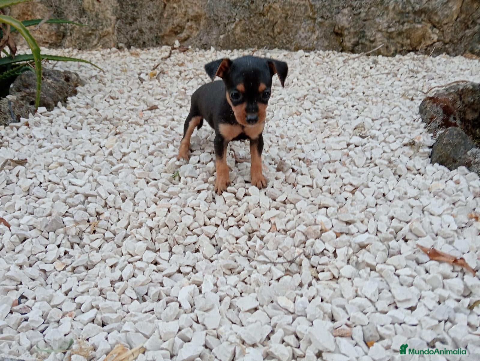 Pinscher Miniatura perros MINI PINSCHER - Anuncio 6