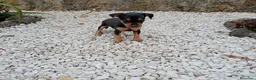 Pinscher Miniatura perros en venta: MINI PINSCHER - Anuncio 1